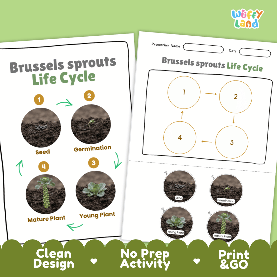 Print and go no-prep Brussels sprouts botany activity sheets featuring clean minimalist design for classroom and homeschool science