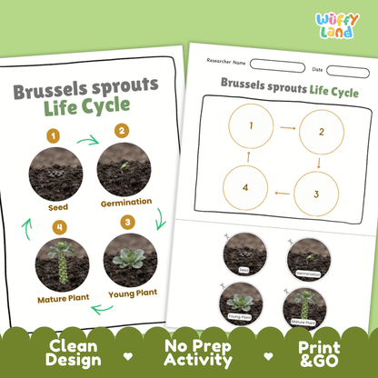 Print and go no-prep Brussels sprouts botany activity sheets featuring clean minimalist design for classroom and homeschool science