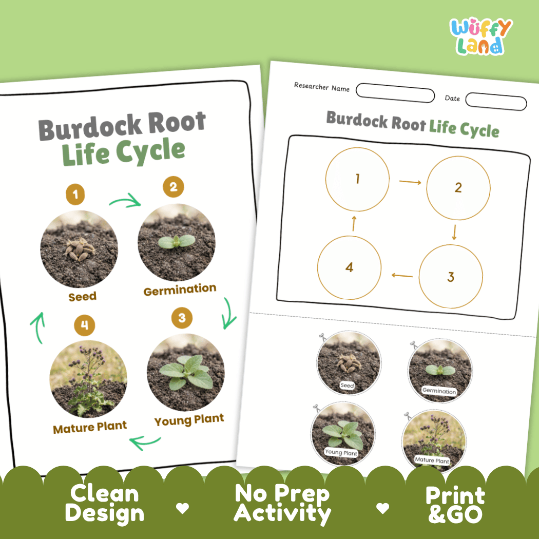 Print and go no-prep burdock root botany activity sheets featuring clean minimalist design for classroom and homeschool science