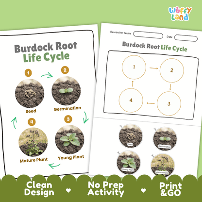 Print and go no-prep burdock root botany activity sheets featuring clean minimalist design for classroom and homeschool science