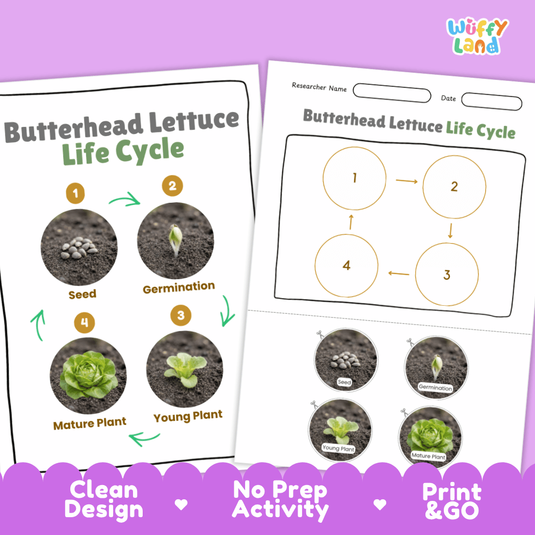 Print and go no-prep butterhead lettuce botany activity sheets featuring clean minimalist design for classroom and homeschool science