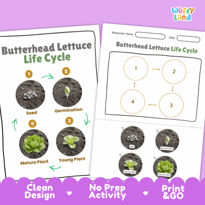 Print and go no-prep butterhead lettuce botany activity sheets featuring clean minimalist design for classroom and homeschool science
