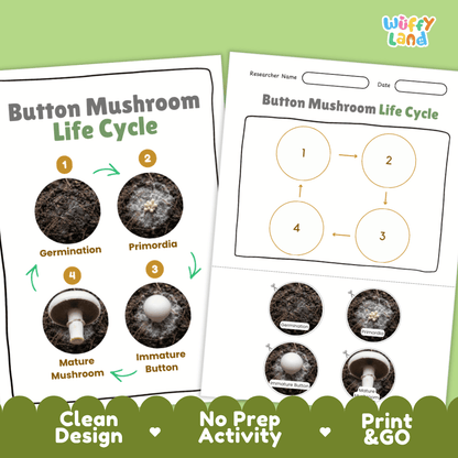 Print and go no-prep button mushroom mycology activity sheets featuring clean minimalist design for classroom and homeschool science