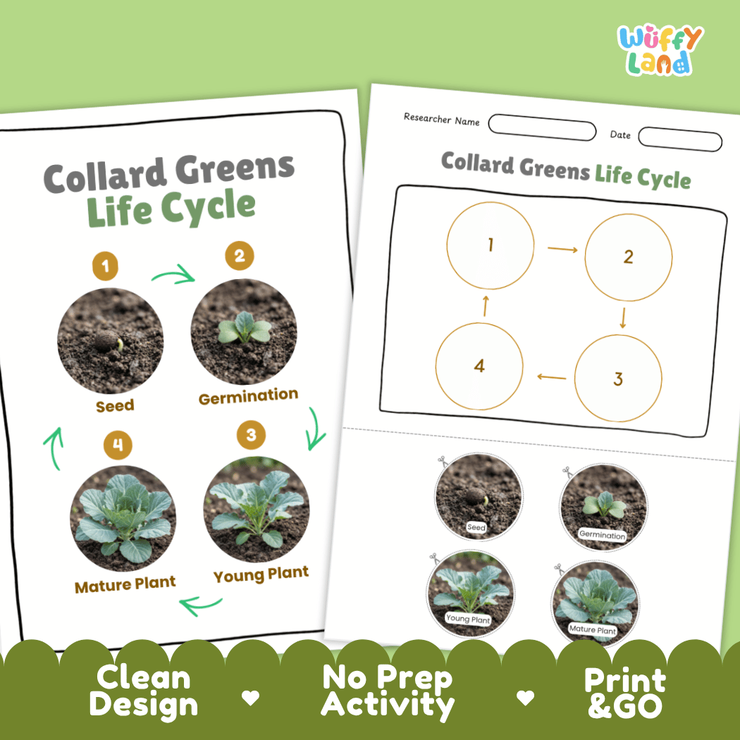Print and go no-prep collard greens botany activity sheets featuring clean minimalist design for classroom and homeschool science