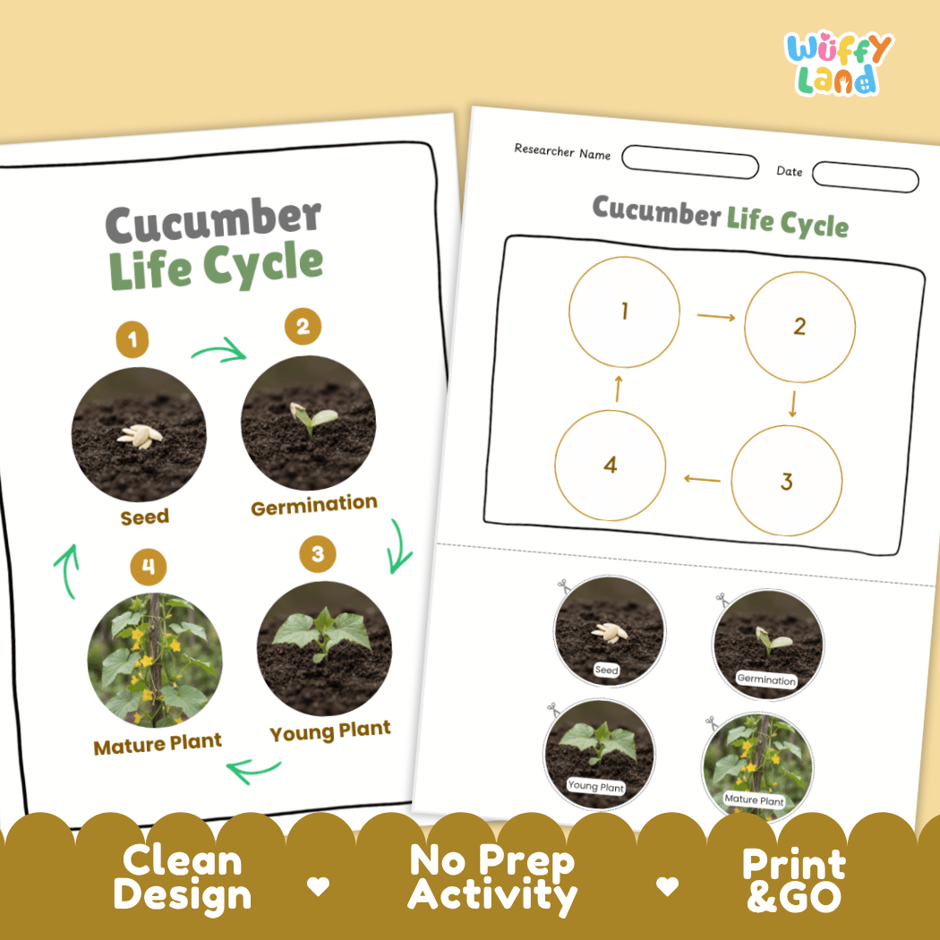 Print and go no-prep cucumber botany activity sheets featuring clean minimalist design for classroom and homeschool science
