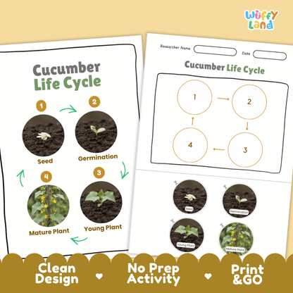 Print and go no-prep cucumber botany activity sheets featuring clean minimalist design for classroom and homeschool science