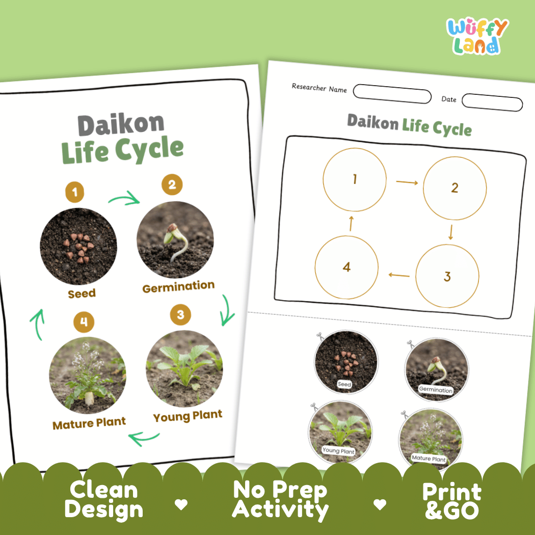Print and go no-prep daikon botany activity sheets featuring clean minimalist design for classroom and homeschool science