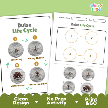 Print and go no-prep dulse botany activity sheets featuring clean minimalist design for classroom and homeschool science