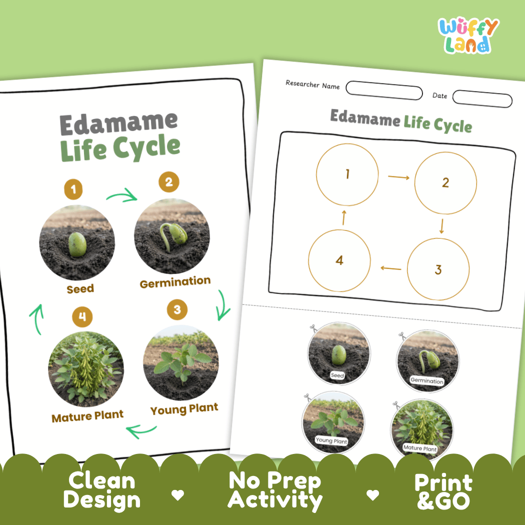 Print and go no-prep edamame botany activity sheets featuring clean minimalist design for classroom and homeschool science