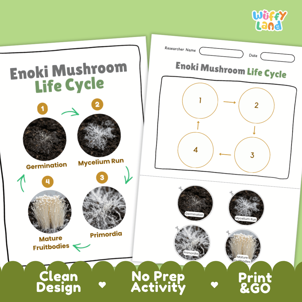 Print and go no-prep enoki mushroom mycology activity sheets featuring clean minimalist design for classroom and homeschool science