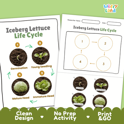 Print and go no-prep iceberg lettuce botany activity sheets featuring clean minimalist design for classroom and homeschool science
