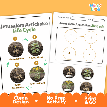 Print and go no-prep Jerusalem artichoke botany activity sheets featuring clean minimalist design for classroom and homeschool science