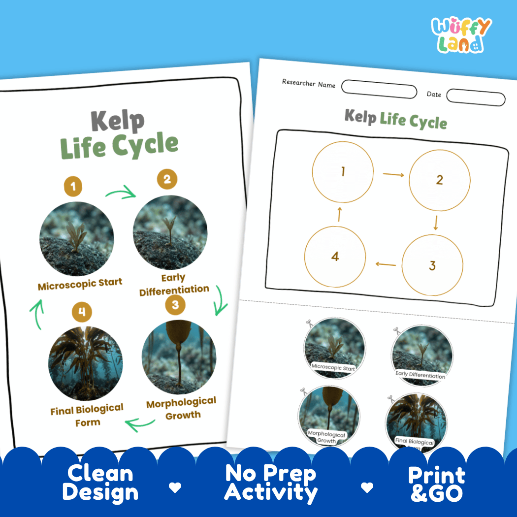 Print and go no-prep kelp botany activity sheets featuring clean minimalist design for classroom and homeschool science