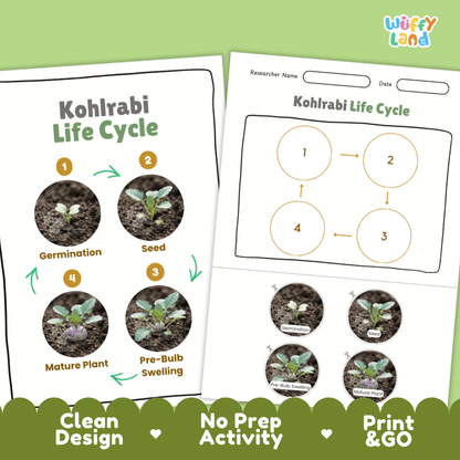 Print and go no-prep kohlrabi botany activity sheets featuring clean minimalist design for classroom and homeschool science