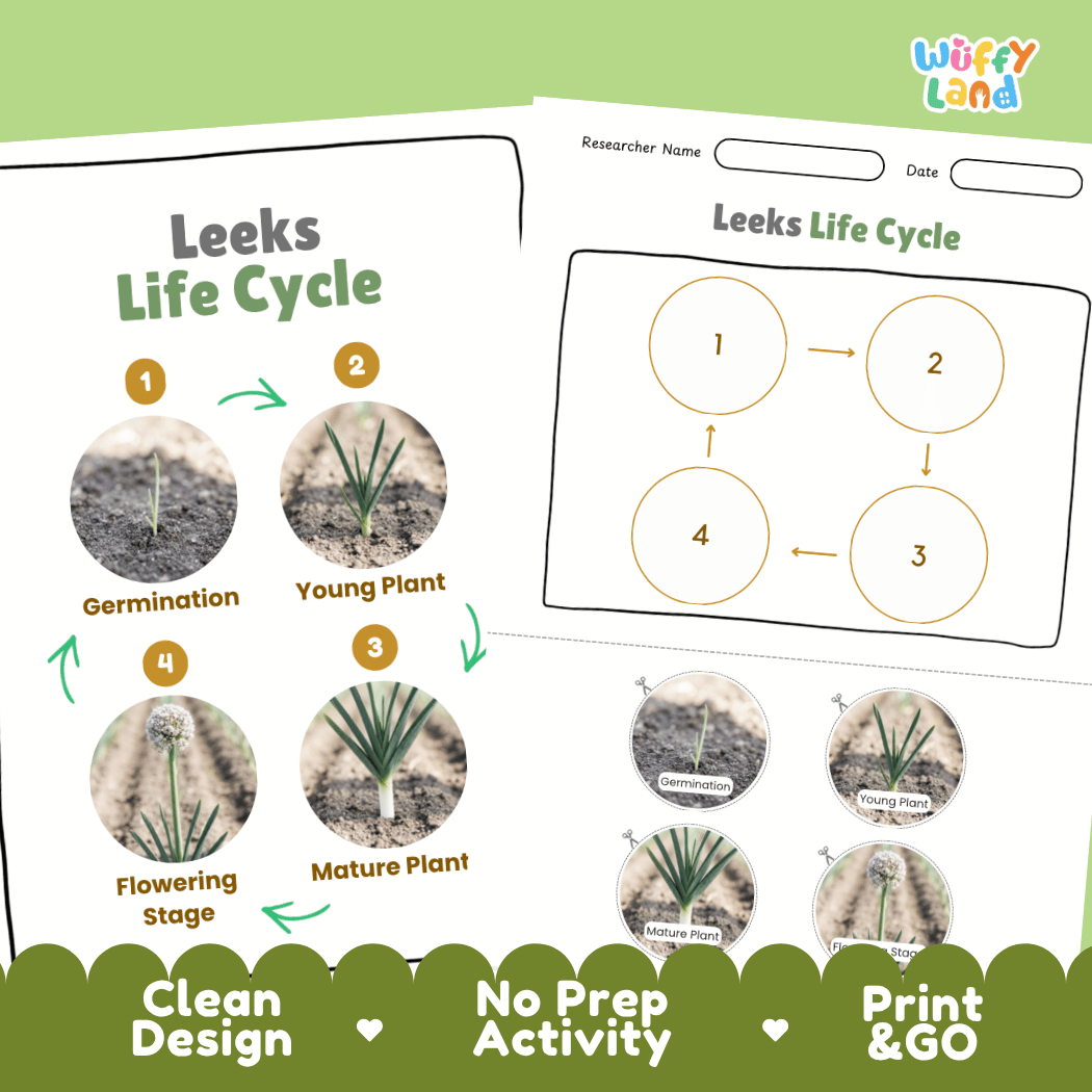 Print and go no-prep leeks botany activity sheets featuring clean minimalist design for classroom and homeschool science