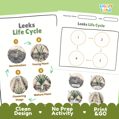 Print and go no-prep leeks botany activity sheets featuring clean minimalist design for classroom and homeschool science