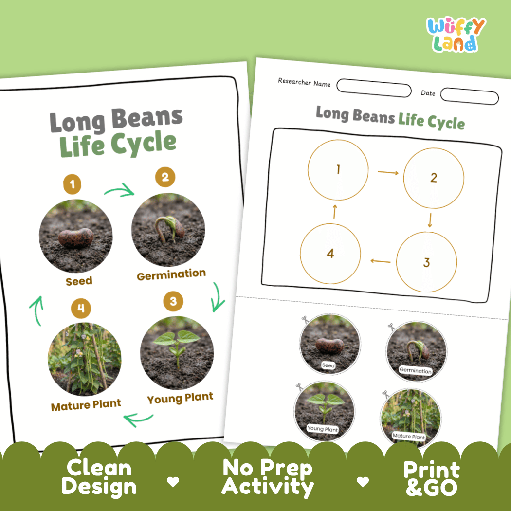 Print and go no-prep long beans botany activity sheets featuring clean minimalist design for classroom and homeschool science
