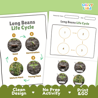 Print and go no-prep long beans botany activity sheets featuring clean minimalist design for classroom and homeschool science