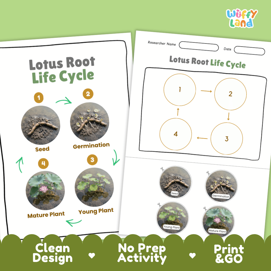 Print and go no-prep lotus root botany activity sheets featuring clean minimalist design for classroom and homeschool science