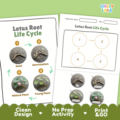 Print and go no-prep lotus root botany activity sheets featuring clean minimalist design for classroom and homeschool science