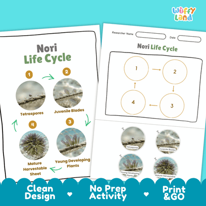 Print and go no-prep nori botany activity sheets featuring clean minimalist design for classroom and homeschool science