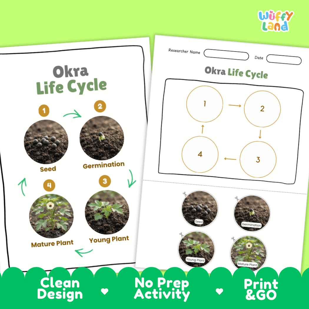Print and go no-prep okra botany activity sheets featuring clean minimalist design for classroom and homeschool science