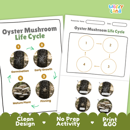 Print and go no-prep oyster mushroom mycology activity sheets featuring clean minimalist design for classroom and homeschool science