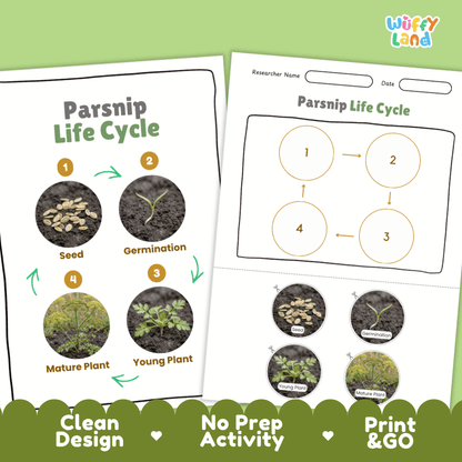 Print and go no-prep parsnip botany activity sheets featuring clean minimalist design for classroom and homeschool science