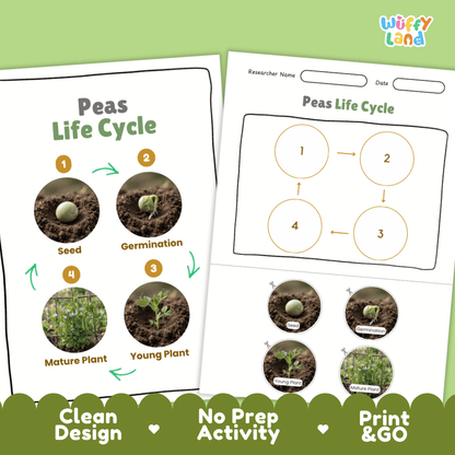 Print and go no-prep peas botany activity sheets featuring clean minimalist design for classroom and homeschool science