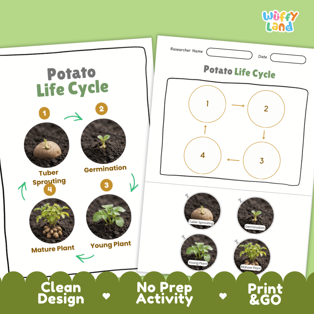 Print and go no-prep potato botany activity sheets featuring clean minimalist design for classroom and homeschool science