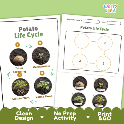 Print and go no-prep potato botany activity sheets featuring clean minimalist design for classroom and homeschool science