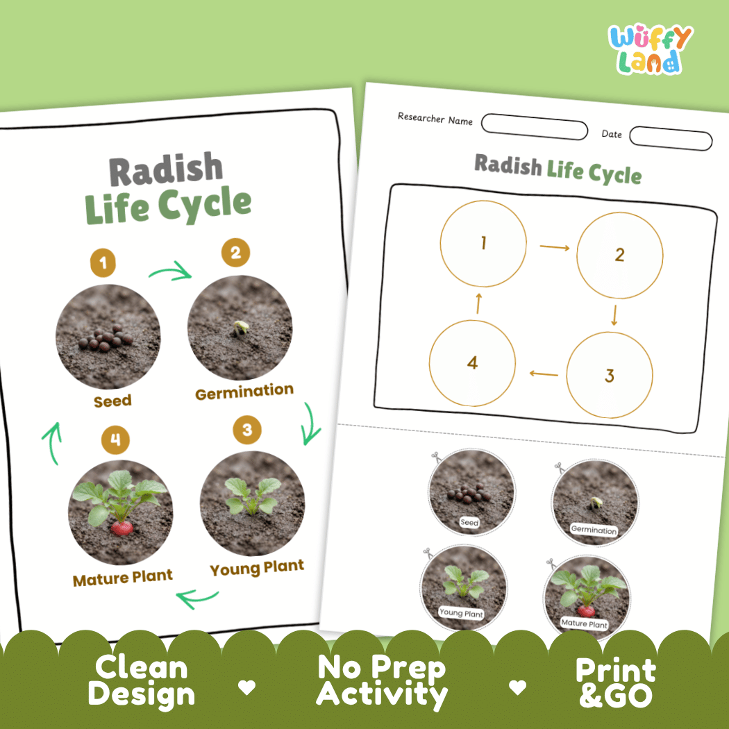 Print and go no-prep radish botany activity sheets featuring clean minimalist design for classroom and homeschool science