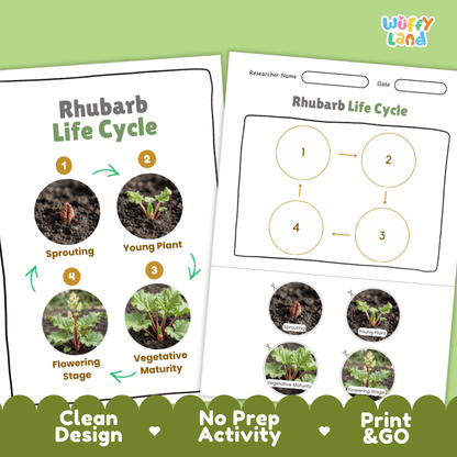 Print and go no-prep rhubarb botany activity sheets featuring clean minimalist design for classroom and homeschool science