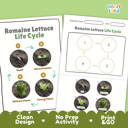 Print and go no-prep romaine lettuce botany activity sheets featuring clean minimalist design for classroom and homeschool science