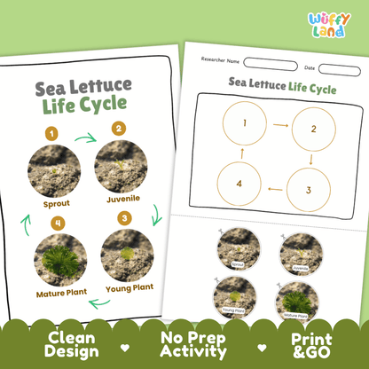 Print and go no-prep sea lettuce botany activity sheets featuring clean minimalist design for classroom and homeschool science