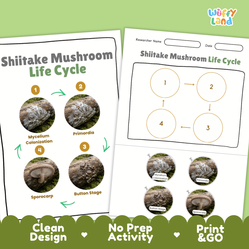 Print and go no-prep shiitake mushroom mycology activity sheets featuring clean minimalist design for classroom and homeschool science