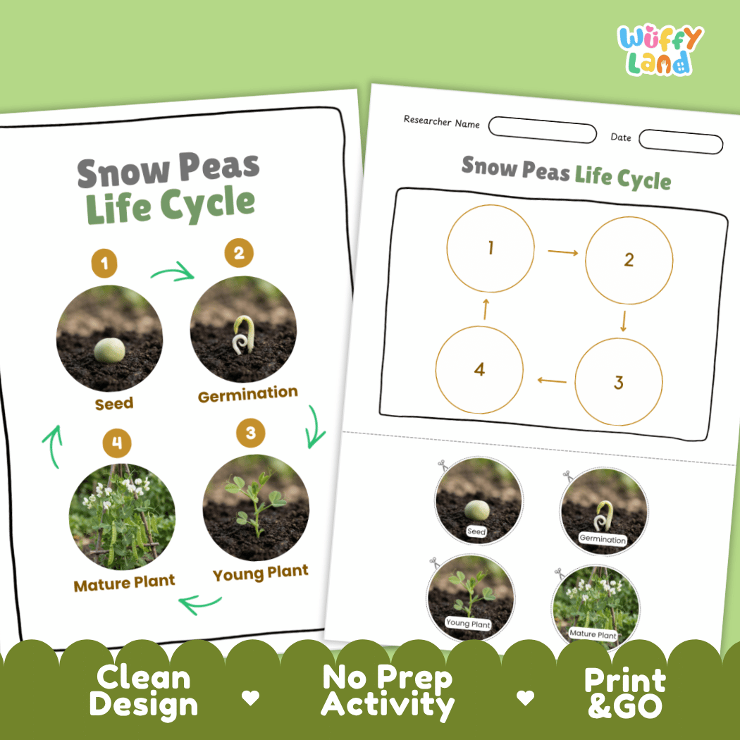 Print and go no-prep snow peas botany activity sheets featuring clean minimalist design for classroom and homeschool science