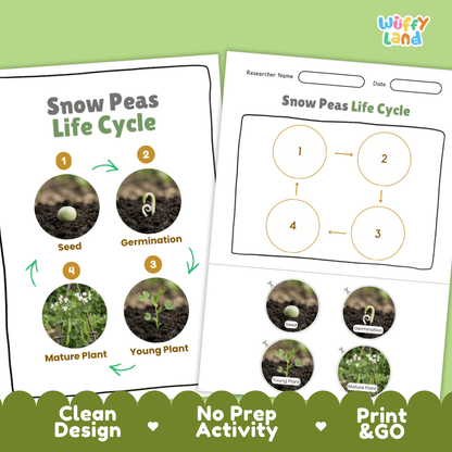 Print and go no-prep snow peas botany activity sheets featuring clean minimalist design for classroom and homeschool science
