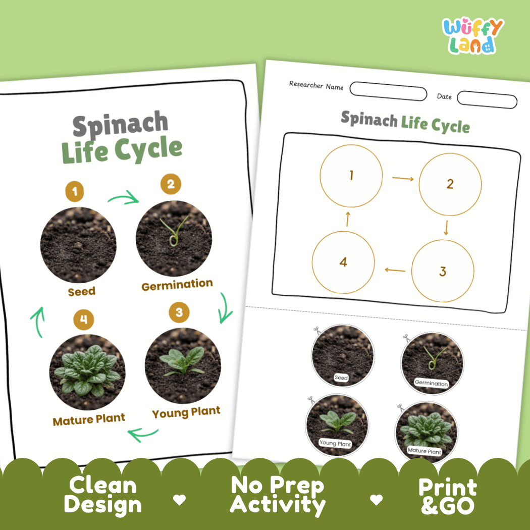 Print and go no-prep spinach botany activity sheets featuring clean minimalist design for classroom and homeschool science