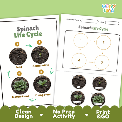Print and go no-prep spinach botany activity sheets featuring clean minimalist design for classroom and homeschool science