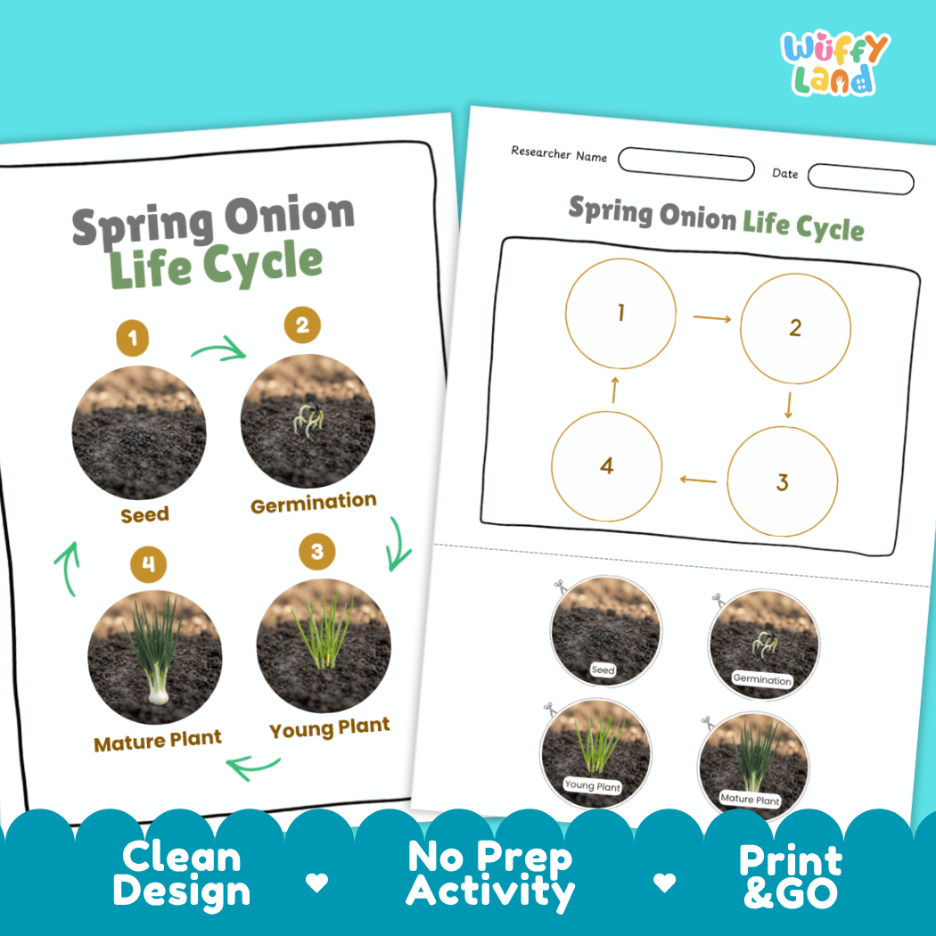 No-prep printable botany activity pages with clean minimalist design ready for elementary classroom and homeschool science