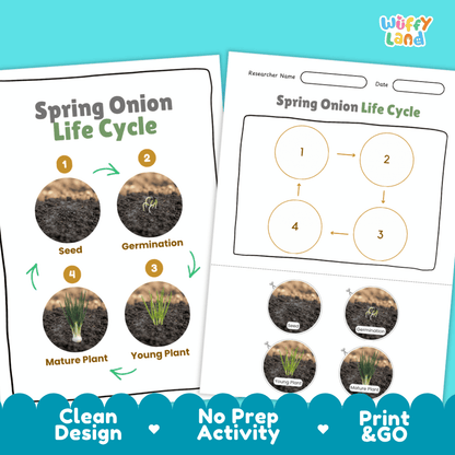 No-prep printable botany activity pages with clean minimalist design ready for elementary classroom and homeschool science