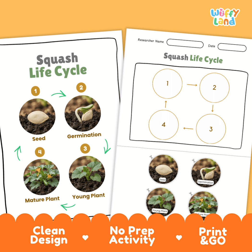 Print and go no-prep squash botany activity sheets featuring clean minimalist design for classroom and homeschool science