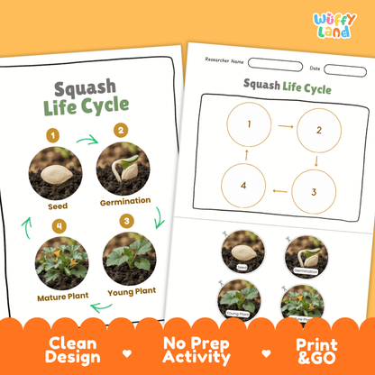 Print and go no-prep squash botany activity sheets featuring clean minimalist design for classroom and homeschool science
