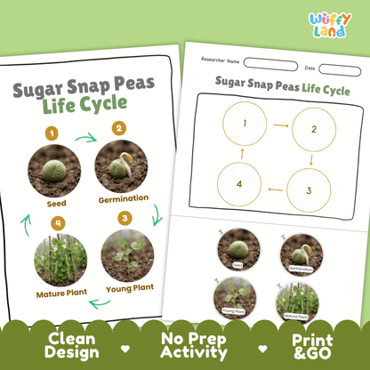 Print and go no-prep sugar snap peas botany activity sheets featuring clean minimalist design for classroom and homeschool science