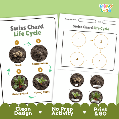 Print and go no-prep Swiss chard botany activity sheets featuring clean minimalist design for classroom and homeschool science