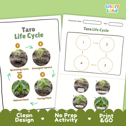 Print and go no-prep taro botany activity sheets featuring clean minimalist design for classroom and homeschool science