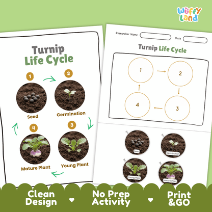 Print and go no-prep turnip botany activity sheets featuring clean minimalist design for classroom and homeschool science