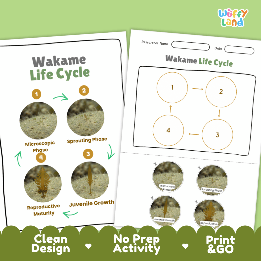 Print and go no-prep wakame botany activity sheets featuring clean minimalist design for classroom and homeschool science