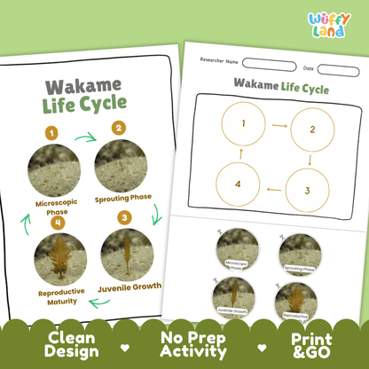 Print and go no-prep wakame botany activity sheets featuring clean minimalist design for classroom and homeschool science